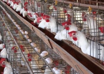 أسعار الدواجن والبيض