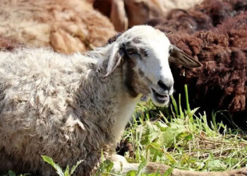 صكوك الأضاحي