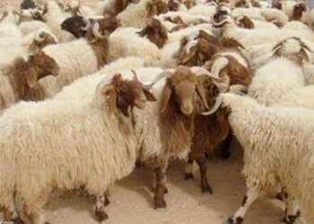 “القابضة للصناعات الغذائية”: بدء افتتاح 21 شادرًا رئيسيًا لبيع الخراف الحية في العديد من المحافظات