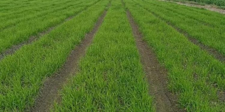 المركزي للحشائش ينظم دورة تدريبية حول التغيرات المناخية