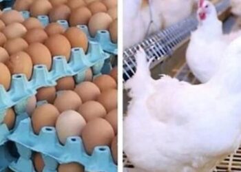 أسعار الدواجن والبيض في الأسواق اليوم الخميس