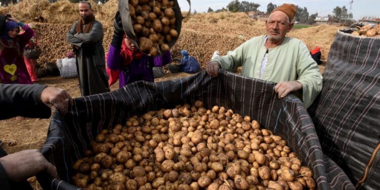 ارتفاع كبير في صادرات البطاطس المصرية