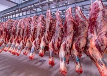 أسعار اللحوم الحمراء اليوم الثلاثاء