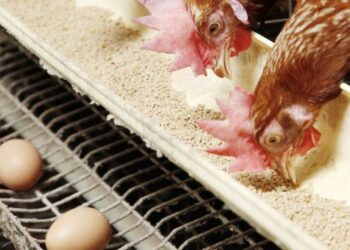 أسعار الدواجن والبيض في الأسواق اليوم الأربعاء