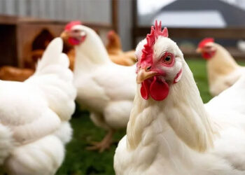 أسعار الدواجن والبيض في الأسواق اليوم الإثنين