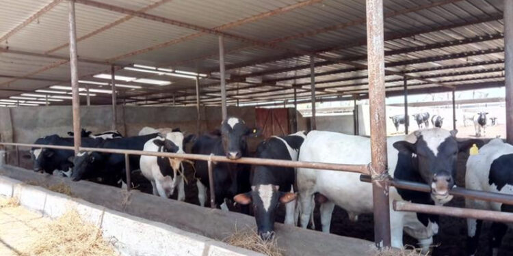 وزير الزراعة يعلن تجاوز تمويل “البتلو” 9.5 مليار جنيه لصالح 44.8 ألف مستفيد