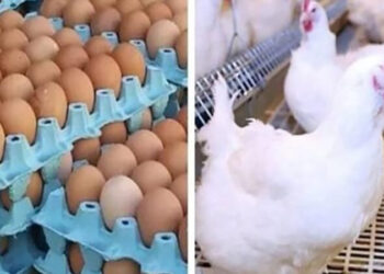 أسعار الدواجن والبيض في الأسواق اليوم السبت