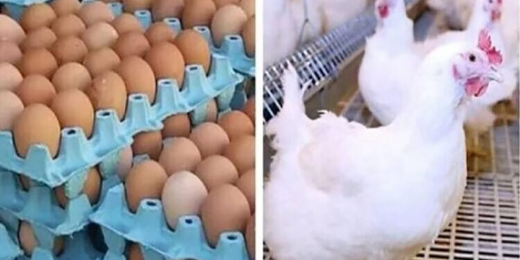 أسعار الدواجن والبيض في الأسواق اليوم الاربعاء