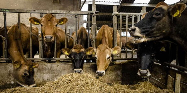 تشخيص وعلاج اكتر من 37 ألف رأس ماشية وتلقيح أكثر من 42 ألف من الجاموس والأبقار