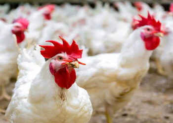 أسعار الدواجن والبيض في الأسواق اليوم الثلاثاء