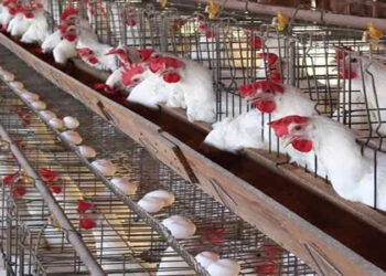 أسعار الدواجن والبيض في الأسواق اليوم الثلاثاء