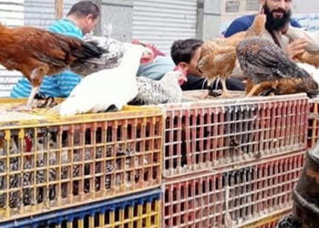 أسعار الدواجن والبيض في الأسواق اليوم الخميس
