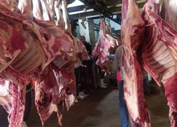 أسعار اللحوم الحمراء اليوم السبت