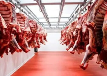 أسعار اللحوم الحمراء اليوم الإثنين
