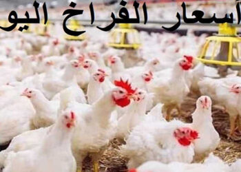 أسعار الدواجن والبيض في مصر اليوم الأحد