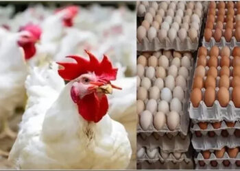 أسعار الدواجن والبيض في الأسواق اليوم الإثنين