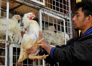 أسعار الدواجن والبيض في الأسواق اليوم الثلاثاء