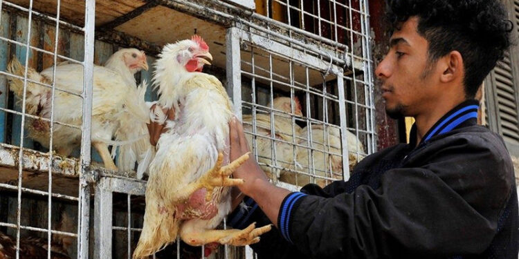 أسعار الدواجن والبيض في الأسواق اليوم الثلاثاء