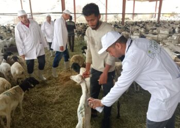 وزير الزراعة يتابع أعمال البعثة البيطرية المصرية للإشراف على الهدي والأضاحي بالمملكة العربية السعودية