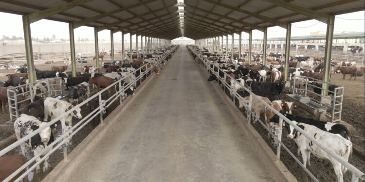 إطلاق برنامج بنك الطعام المصري لصك الأضحية للعام الـ 20 لتوفير لحوم الأضاحي للأسر الأكثر احتياجاً