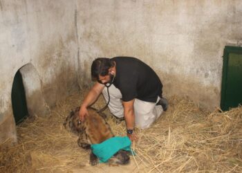 التحالف الوطني يستعين بأفضل الخبرات الدولية والمحلية لرعاية الحيوانات بحديقة الحيوان