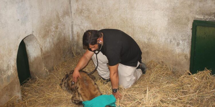 التحالف الوطني يستعين بأفضل الخبرات الدولية والمحلية لرعاية الحيوانات بحديقة الحيوان