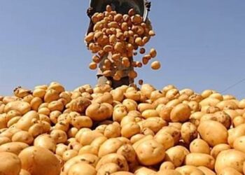 “الزراعة” تعلن فحص أكثر من 1.3 مليون طن بطاطس مائدة معدة للتصدير إلى الخارج منذ بداية الموسم