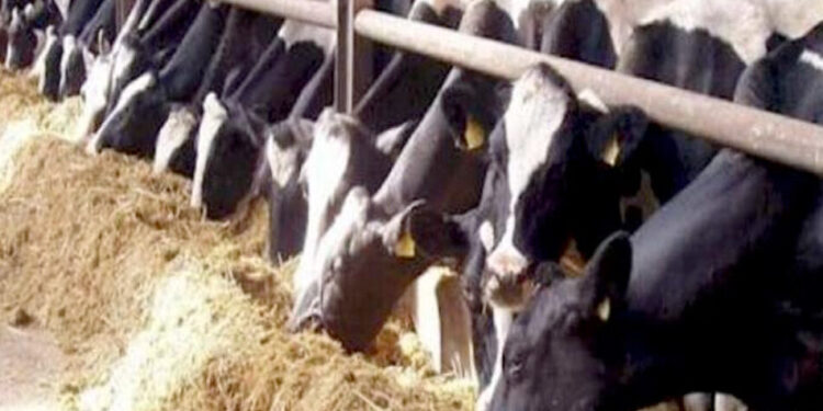 وزير الزراعة يستعرض مع رئيس “الخدمات البيطرية” الخطط الاحترازية لحماية الثروة الحيوانية من الأمراض