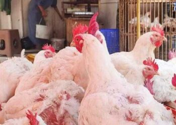 أسعار الدواجن والبيض في الأسواق اليوم الأحد