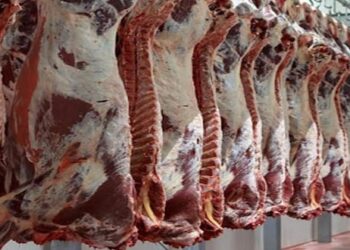 أسعار اللحوم الحمراء اليوم الثلاثاء