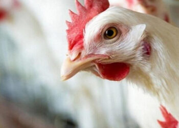 أسعار الدواجن والبيض في مصر اليوم الإثنين