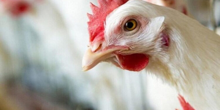 أسعار الدواجن والبيض في مصر اليوم الإثنين