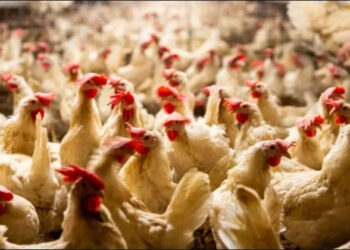 أسعار الدواجن والبيض في مصر اليوم الجمعة