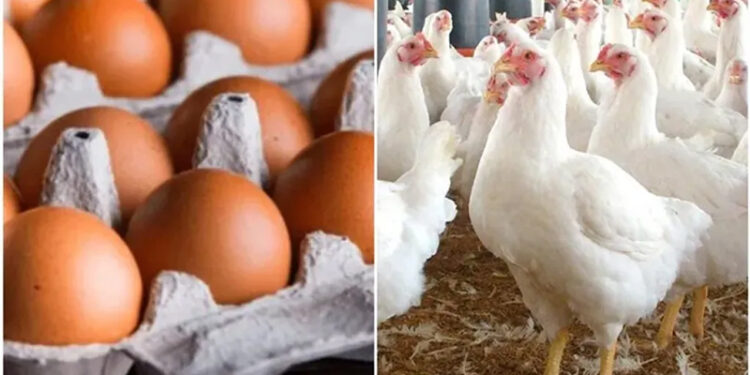 أسعار الدواجن والبيض في مصر اليوم الاربعاء