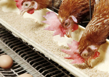 أسعار الدواجن والبيض في مصر اليوم الاربعاء