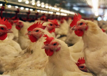 أسعار الدواجن والبيض في مصر اليوم الاربعاء