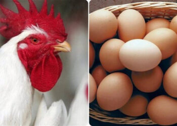 أسعار الدواجن والبيض في مصر اليوم السبت