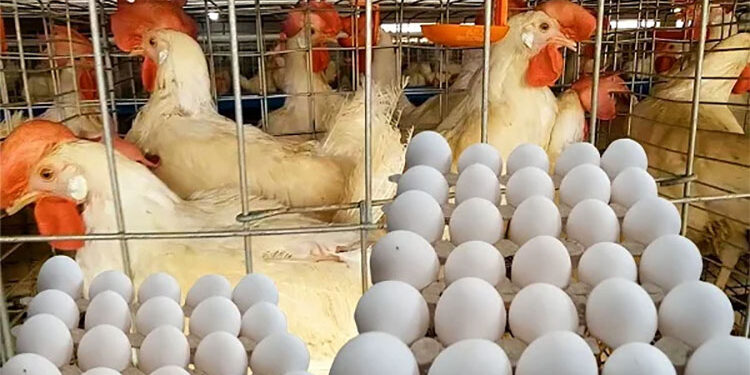 أسعار الدواجن والبيض في مصر اليوم الخميس