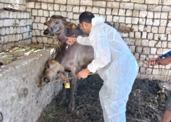 الزراعة: تحصين أكثر من 1.8 مليون رأس ماشية ضمن الحملة القومية ضد الحمى القلاعية وحمى الوادي المتصدع