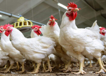 أسعار الدواجن والبيض في مصر اليوم الأحد