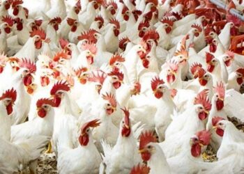 أسعار الدواجن والبيض في مصر اليوم الاربعاء