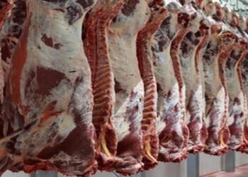أسعار اللحوم الحمراء اليوم الثلاثاء