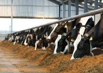 “الزراعة” تصدر 677 ترخيص تشغيل جديد لأنشطة ومشروعات الإنتاج الحيواني والداجني