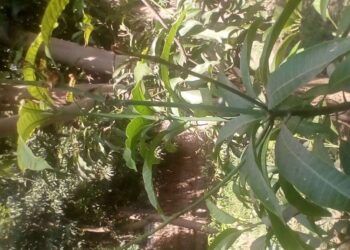 مصرع عامل سقط من شجرة مانجو فى قنا