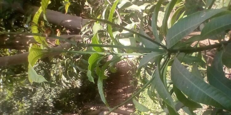 مصرع عامل سقط من شجرة مانجو فى قنا