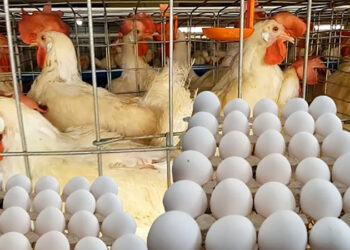 أسعار الدواجن والبيض في مصر اليوم السبت