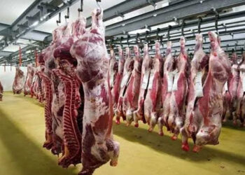 أسعار اللحوم الحمراء اليوم الأحد