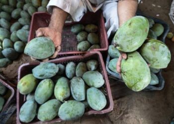 أسعار المانجا في سوق العبور اليوم.. تعرف على قائمة الأنواع والتفاصيل