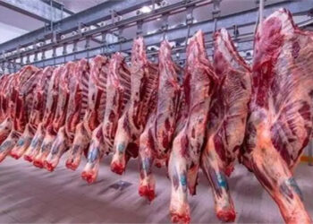 أسعار اللحوم الحمراء اليوم السبت