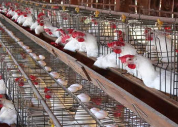 أسعار الدواجن والبيض في مصر اليوم السبت